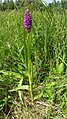 Dactylorhiza incarnata Germany - Geinsheim (Neustadt an der Weinstraße)