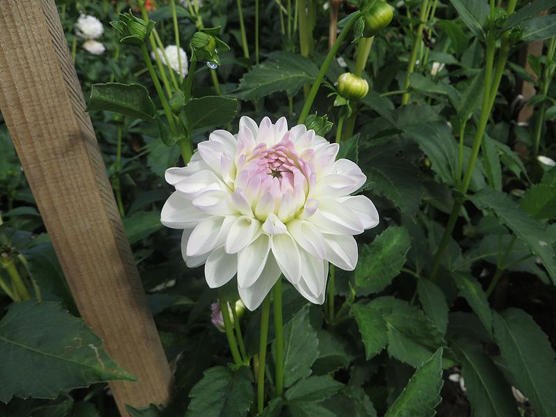 File:Dahlia 'Eveline' 01.JPG