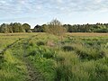 Thumbnail for Darsham Marshes