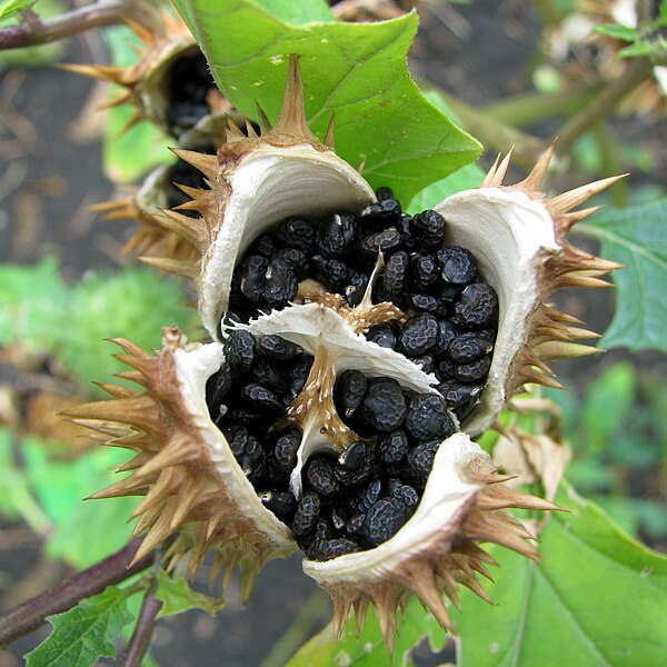 File:Datura stramonium Bieluń dziędzierzawa Seed.jpg