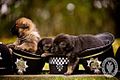 Day 352 - West Midlands Police - Puppies (8281683820).jpg