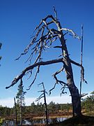 Pinus sylvestris muerto naturalmente. Este de Noruega.