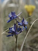 Delphinium scaposum