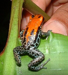 Bildebeskrivelse Dendrobatid Frog, Peru, 02-02.jpg.