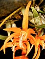 Dendrobium lamyaiae