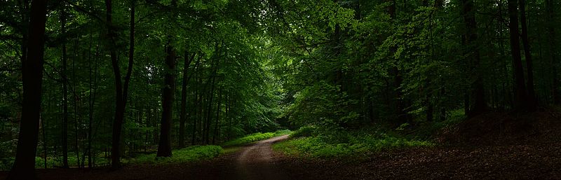 File:Der Wald soll dichter und geheimnisvoller werden - panoramio.jpg