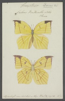 Dercas - Baskı - Iconographia Zoologica - Özel Koleksiyonlar Amsterdam Üniversitesi - UBAINV0274 052 05 0002.tif