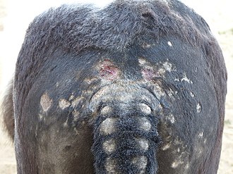 Sweet itch sores on a Tunisian pony Dermatitis on pony.jpg