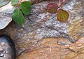 Čeština: Bítouchovská žula. Přírodní památka Galerie leží na území města Semily, okres Semily - ČR English: The Bítouchov Granite. Natural monument Galerie near town Semily (in Semily District - Czech Republic)