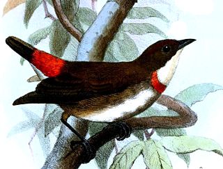 Red-banded flowerpecker Species of bird