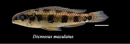 Dicrossus maculatus