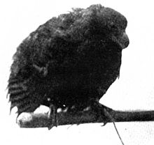 Live specimen, 1901 Didunculus.jpg