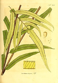 <span class="mw-page-title-main">Saccolomataceae</span> Family of ferns