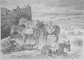 Die Gartenlaube (1881) b 581.jpg Esel-Siesta am Strande von Scheveningen Nach der Natur gezeichnet von J. Weinberger (S)