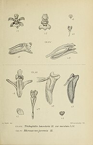 fig. 464 Trichoglottis lanceolaria var. maculata Trichoglottis maculata fig. 465 Microsaccus javensis