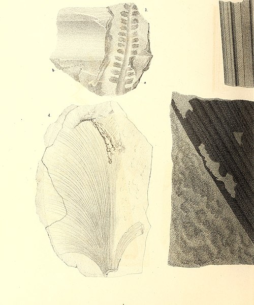 File:Die fossile Flora der Permischen Formation (1864) (20728229210).jpg