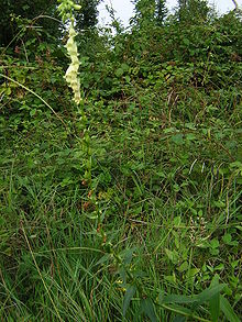 Digitalis lutea 2.jpg