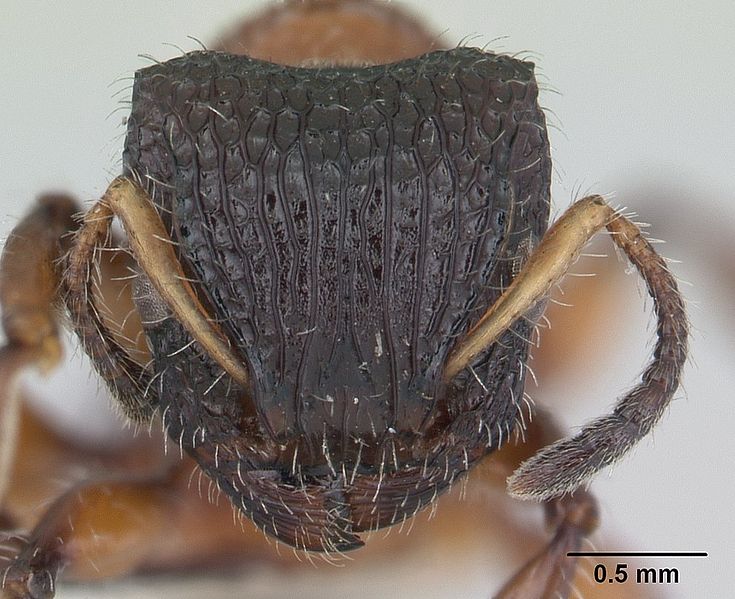 File:Dilobocondyla fouqueti casent0178565 head 1.jpg