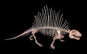 Fossil Dimetrodon, Skeleton