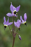 Dodecatheon hendersonii.jpg 