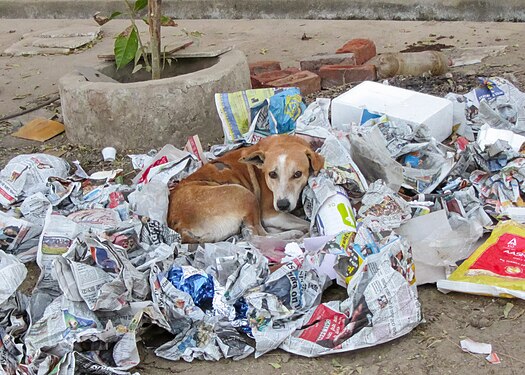 A street dog in Udaipur uses waste dumped on the roadside as a bed.