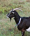 * Nomination Domestic goat (1) -- George Chernilevsky 09:40, 15 October 2020 (UTC) * Promotion  Support Good quality. --Poco a poco 17:43, 15 October 2020 (UTC)