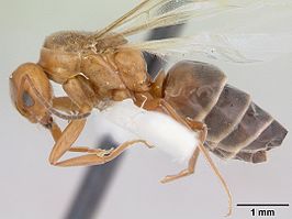 Dorymyrmex smithi