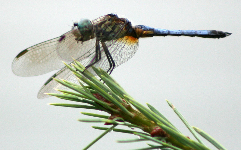 File:Dragonfly ran-333.jpg