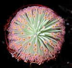 Drosera derbyensis ne2. 
 JPG