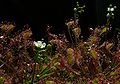 Drosera intermedia 2 Darwiniana.jpg