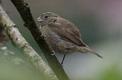 Dull-colored Grassquit (Tiaris obscurus) (cropped). 
 jpg