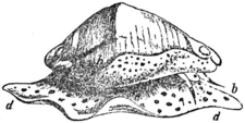 EB1911-Gastropoda 32.png
