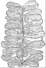 EB1911 Palaeobotany - Sphenophyllum speciosum.jpg