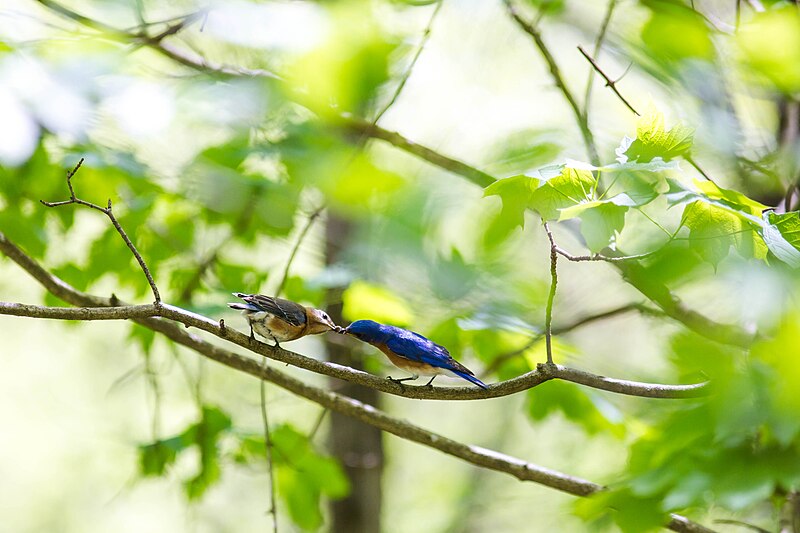 File:Eastern bluebird (41068085444).jpg