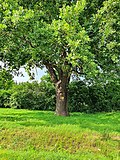 Grimma, Eiche am Volkshausplatz