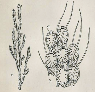 Electra pilosa Electra pilosa 001.png