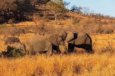 ไฟล์:Elefantes africanos de sabana (Loxodonta africana), parque nacional Kruger, Sudáfrica, 2018-07-25, DD 11.jpg