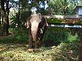 Elephant in guruvayoor farm