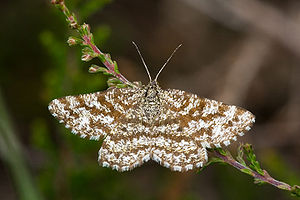 Heidespanner (Ematurga atomaria), female