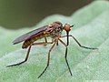 Empis livida Linnaeus, 1758