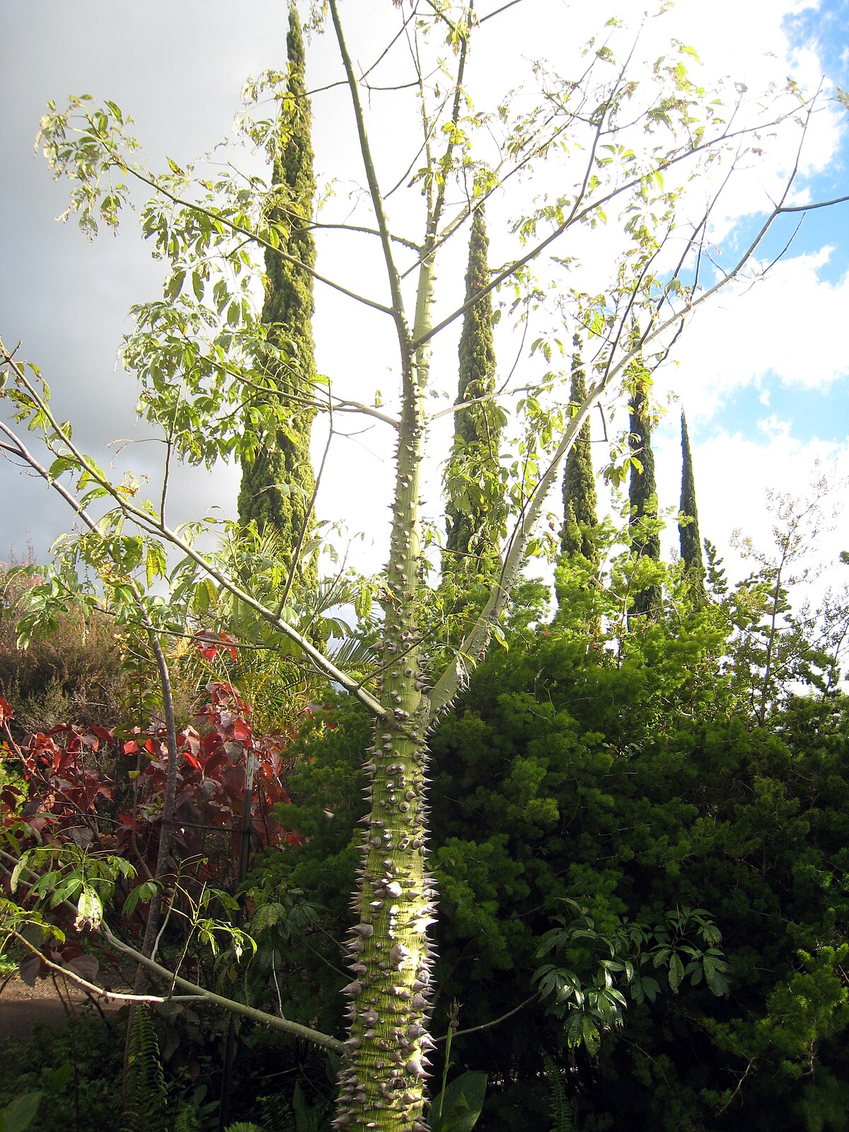 Maui Rainforest Kokedama, Fresh Grown Organic Maui Moss – Lehua's Forest,  Flower Arrangements & Fruit Trees