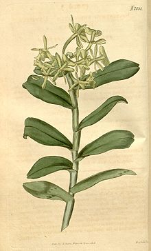 Epidendrum umbelliferum (sebagai Epidendrum umbellatum) - Curtis' 46 (NS 4) pl. 2030 (1819).jpg