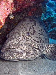 epinephelus tukula