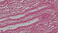 Epithelial Tissues Simple Cuboidal Epithelium (39914419200).jpg