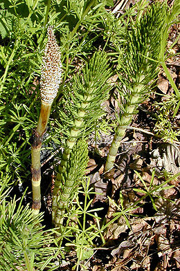 Didysis asiūklis (Equisetum telmateia)