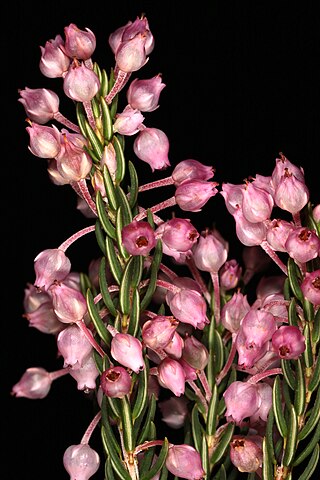 <i>Erica irregularis</i>