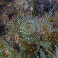 * Nomination Slender peacock worm (Sabella discifera), Cabo de Palos, Spain --Poco a poco 10:20, 4 June 2023 (UTC) * Promotion  Support Good quality. --Jakubhal 10:32, 4 June 2023 (UTC)