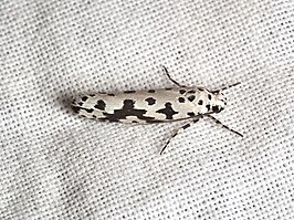 Ethmia sabiella