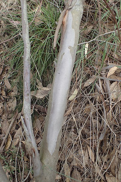 File:Eucalyptus × balanopelex bark.jpg