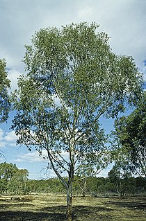<i>Eucalyptus chloroclada</i> Species of eucalyptus